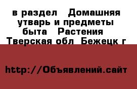  в раздел : Домашняя утварь и предметы быта » Растения . Тверская обл.,Бежецк г.